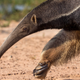 Image for article titled Anteater Knows It’s Stereotypical But Can’t Help But Love Ants